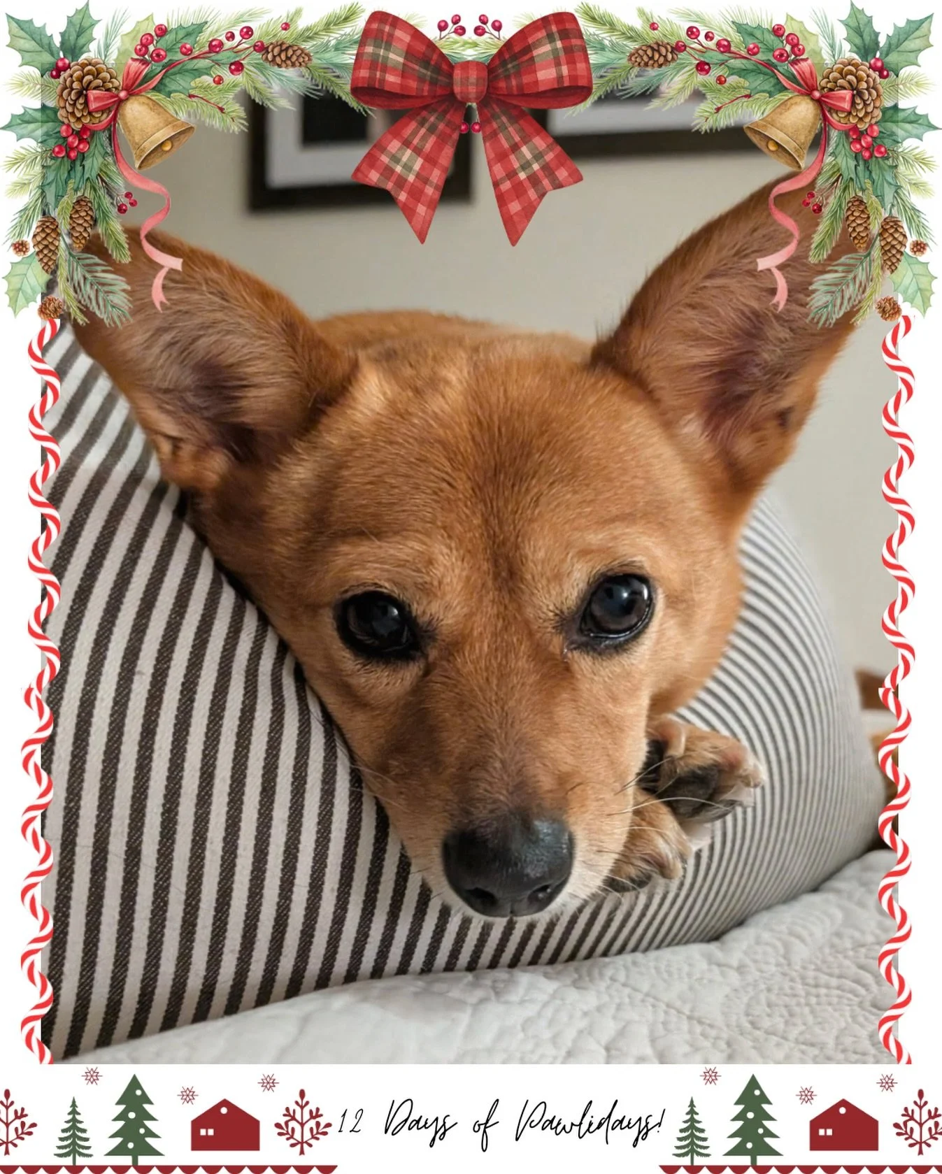We&rsquo;re bringing back our 12 days of Pawlidays! 🐾🎄

This holiday season, we&rsquo;ll be doing a special 12-day celebration spotlighting our adorable adoptable and fospice dogs!

Each dog has put together their very own holiday Wishlist, so if y