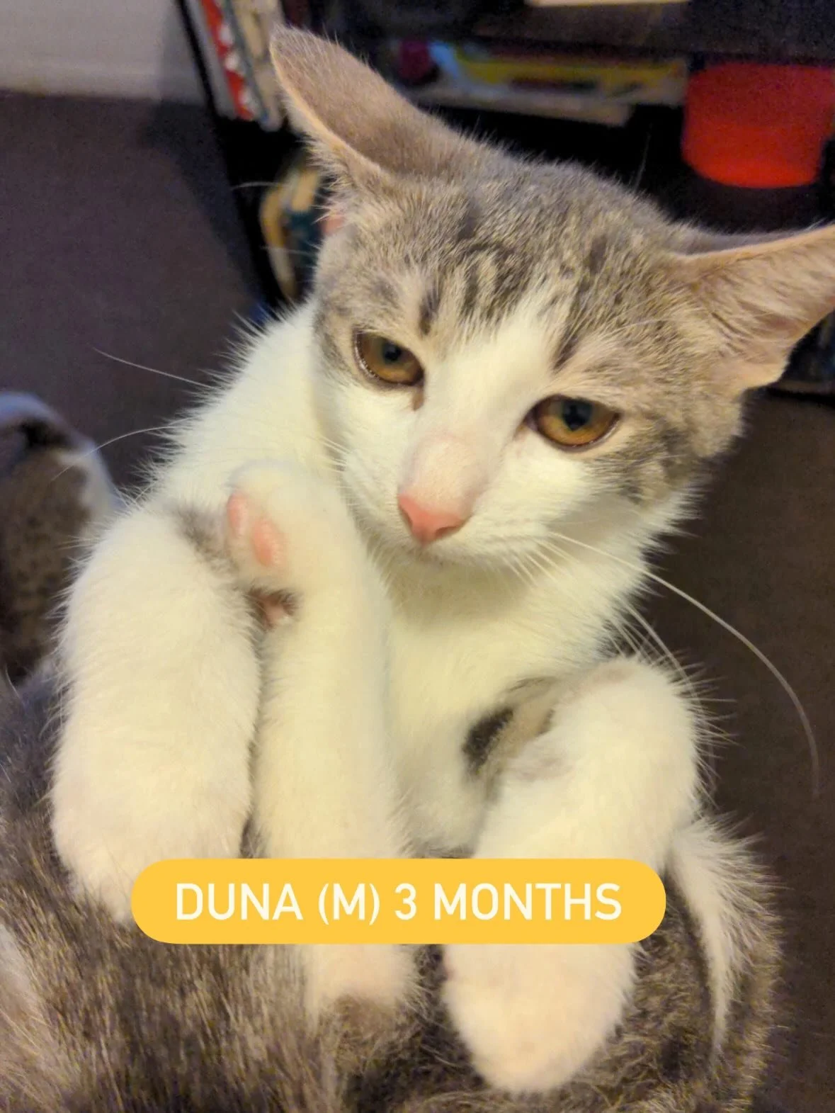 It has been an honor to be able to help some of the homeless youth at @myfriendsplace through one of our beloved vet @malibuvet animal care program there called &ldquo;Pawsibilities Place&rdquo;.

A homeless youth member at My Friends Place who recen