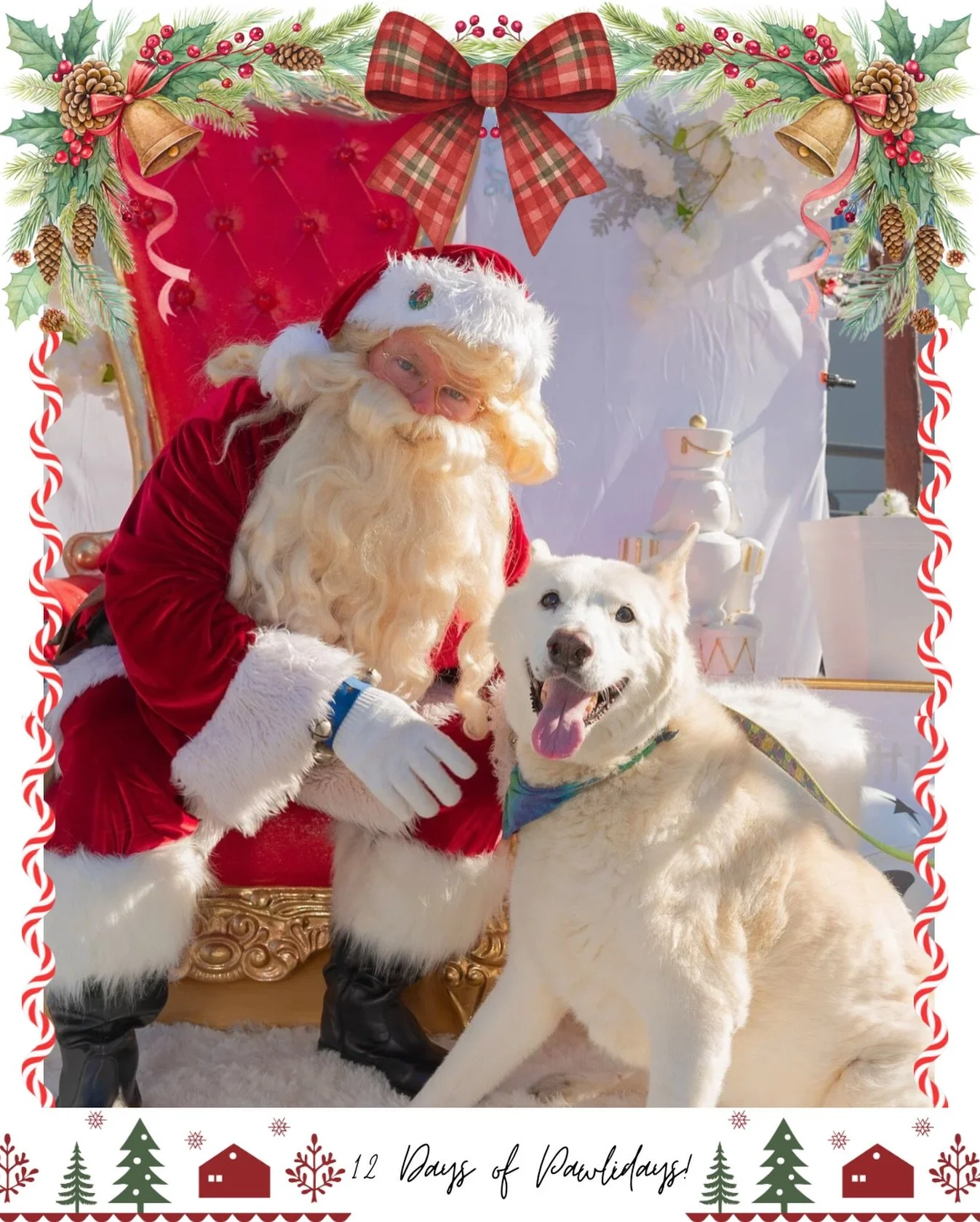 Day 2 of our 12 days of Pawlidays! 🎄🐾

This holiday season, we are celebrating with a special 12 day spotlight on our adoptable and fospice dogs.

Each pup has put together their own holiday Wishlist, so if you have had your eye on a special HIT do