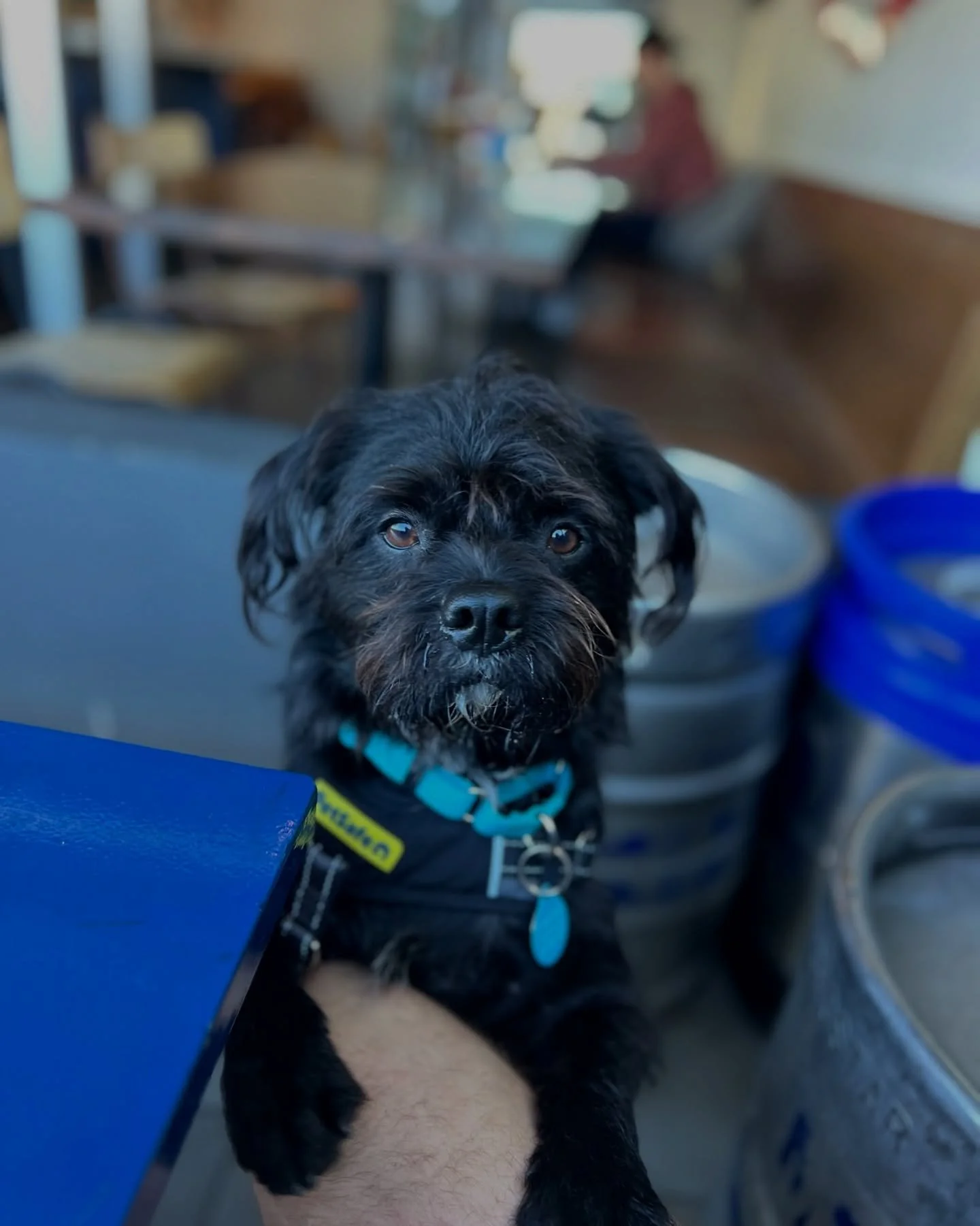 Yogi Update!&nbsp;🐻✨

This little guy is settling into foster life so well. He&rsquo;s been sleeping through the night, hasn&rsquo;t had any accidents, and is already working on his basic training (he&rsquo;s a very enthusiastic student&nbsp;😅). He