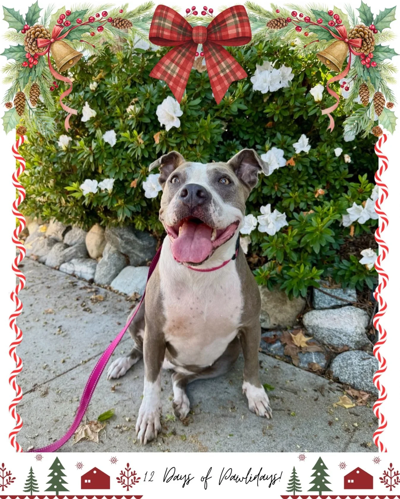 Day 3 of our 12 days of Pawlidays! 🎄🐾

This holiday season, we&rsquo;ll be doing a special 12-day celebration spotlighting our adorable adoptable and fospice dogs!

Each dog has put together their very own holiday Wishlist, so if you&rsquo;ve had y