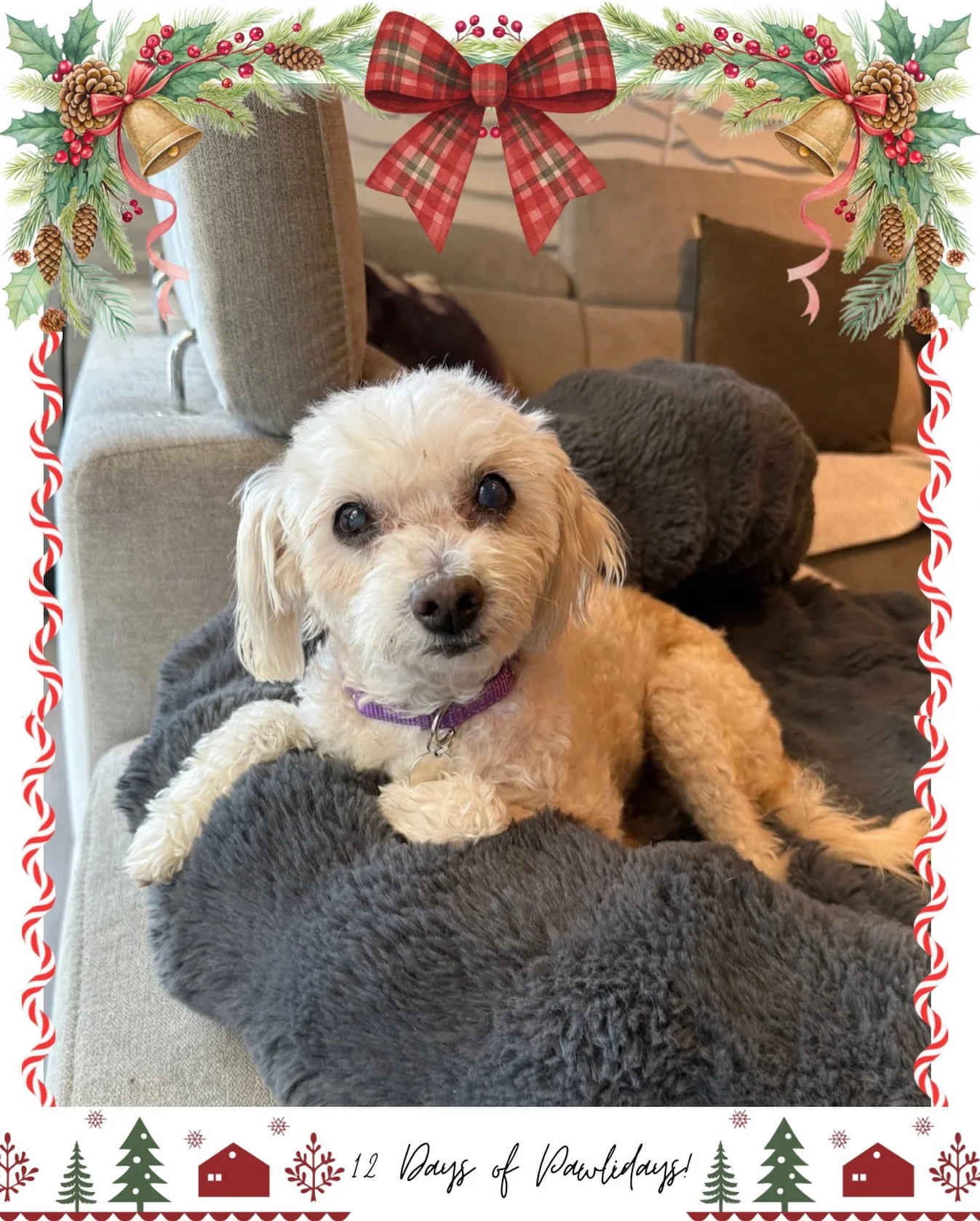 Day 4 of our 12 days of Pawlidays! 🎄🐾

This holiday season, we&rsquo;ll be doing a special 12-day celebration spotlighting our adorable adoptable and fospice dogs!

Each dog has put together their very own holiday Wishlist, so if you&rsquo;ve had y