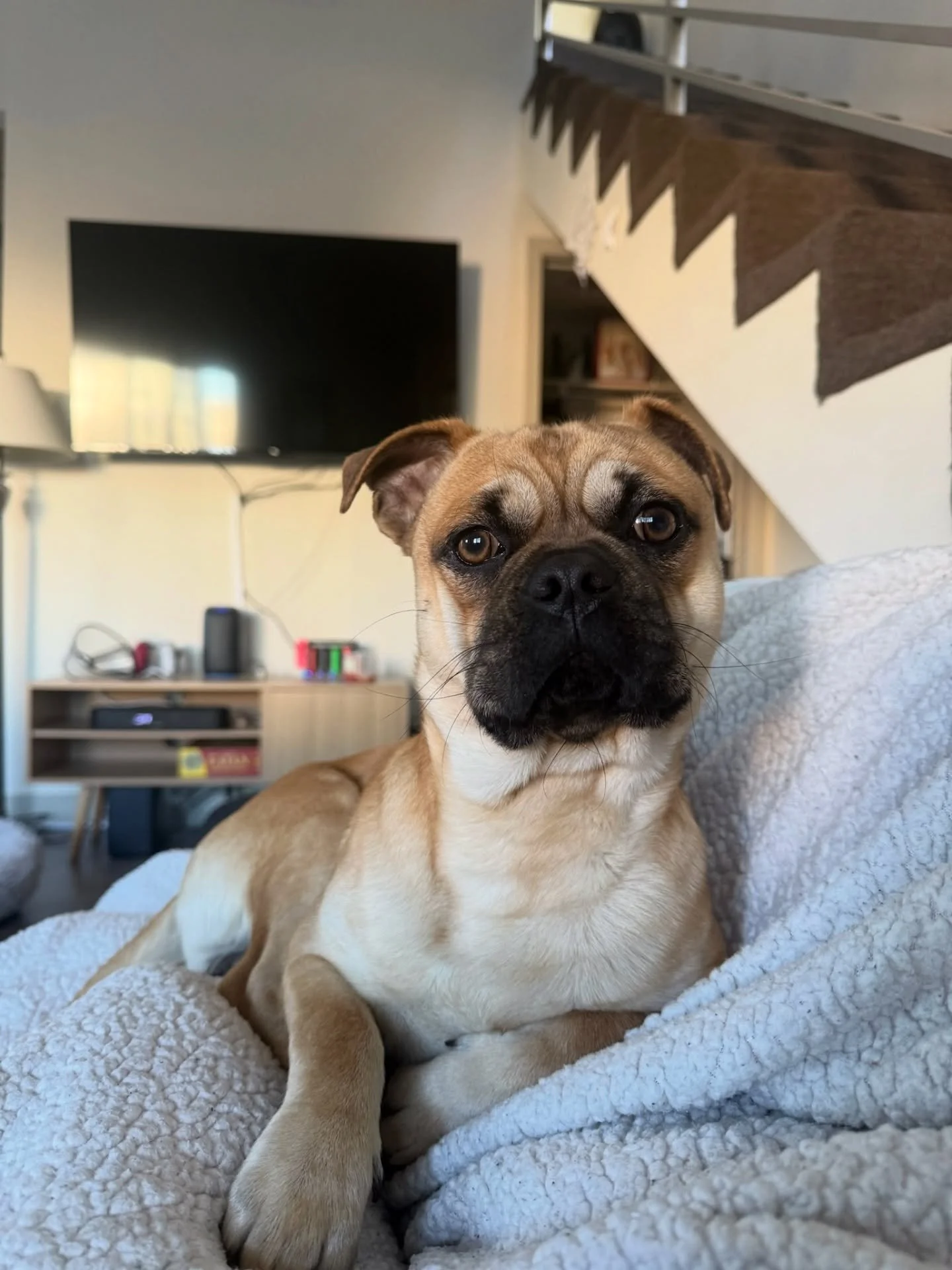 Banjo Update! 🎶💛

This sweet boy is thriving with his foster family. His cone is officially off, and he&rsquo;s soaking up all the cuddles and snuggles (swipe for evidence 🥹). He&rsquo;s proving to be the perfect mix of playful, wiggly, and cuddly