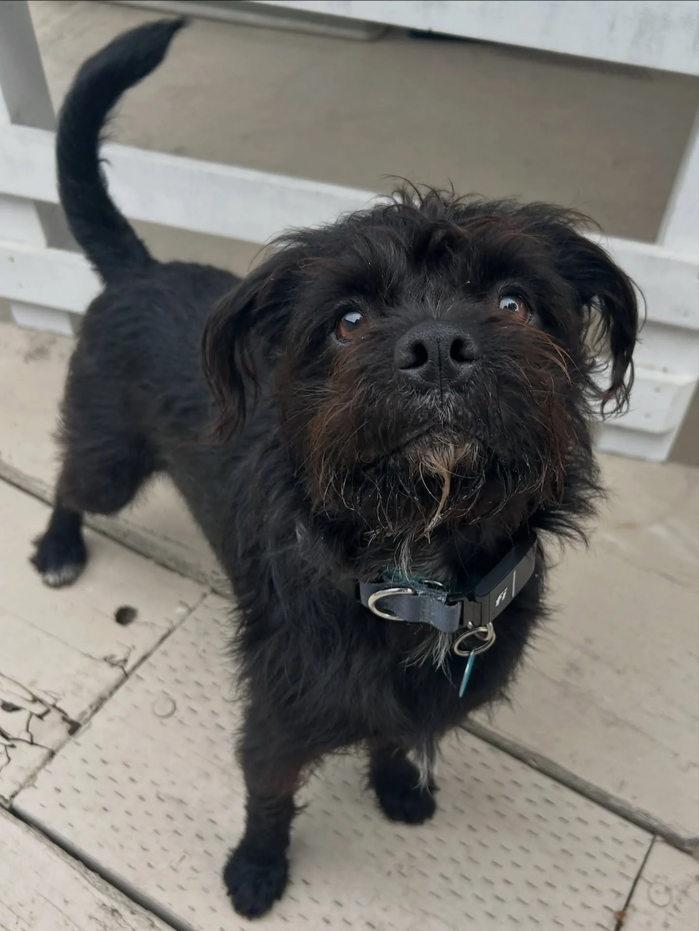 🚨FOSTER NEEDED! 

Yogi needs a new foster starting 12/26! 

He is house-trained, sleeps through the night, and has a playful, happy personality that makes him such a joy to have around. He loves playtime, settles in well at home, and would thrive in