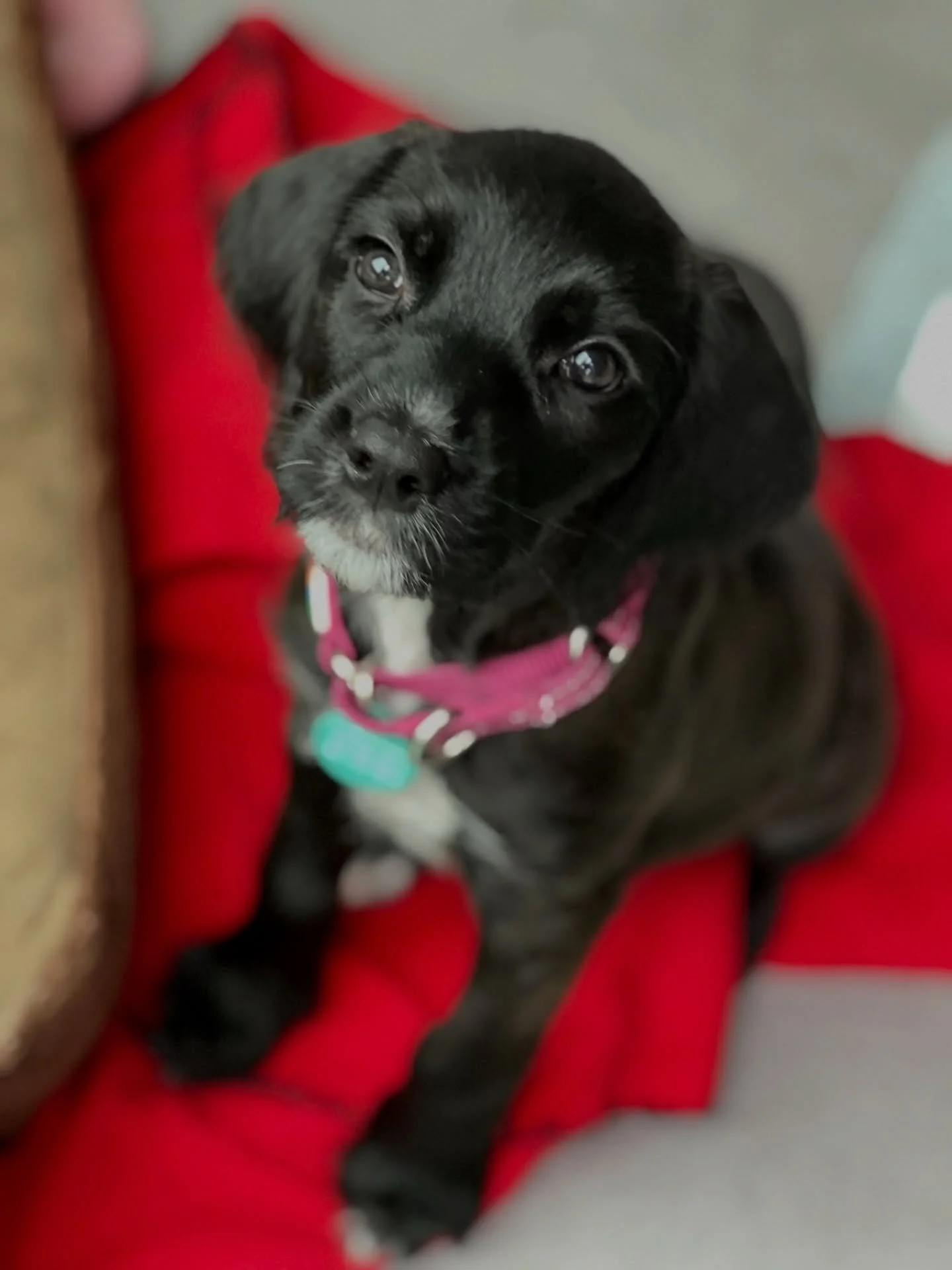 Adopt Pebbles! 🦴🪨 She is a 10-week-old Poodle/Cane Corso mix! 

Pebbles is one sweet baby girl. Her little puppy eyes say it all! She knows sit and we&rsquo;re working on shake. All she wants? Cuddles. She will curl up on a lap at any moment of the