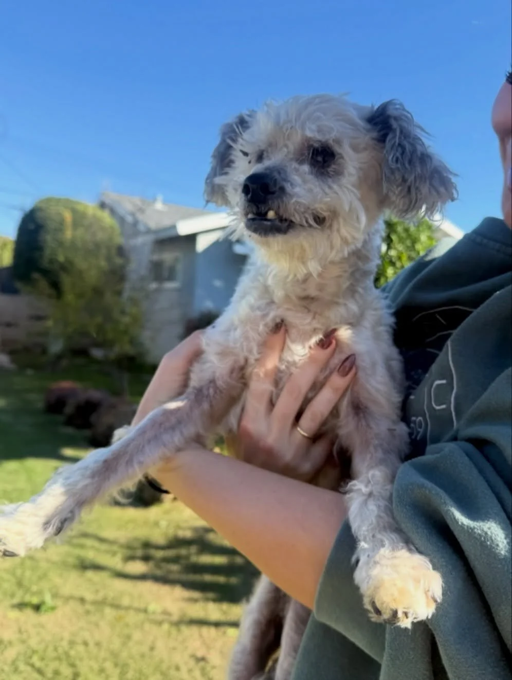 ‼️TEMP FOSTER NEEDED! 

Corduroy needs a temp foster starting ASAP until 1/26!

He&rsquo;s a sweet senior boy who&rsquo;s just looking for a place to rest for a few days 🥹

Please send us a DM or reach out to your foster captain if you can help 🙏

