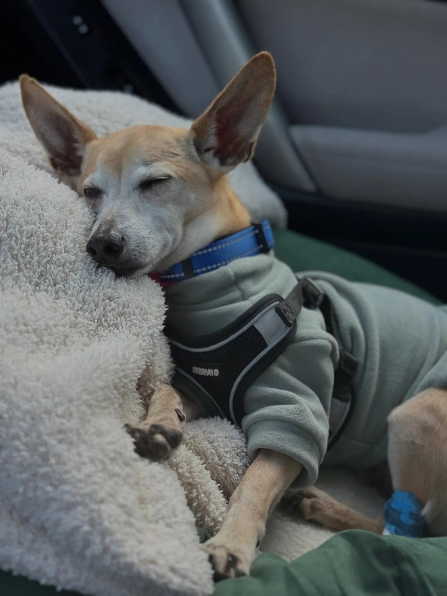 It&rsquo;s $5 Friday, and this week we&rsquo;re raising funds for Fizz&rsquo;s dental!🥤🦷

Fizz had his dental surgery with extractions and he is feeling like a new man! Dental disease can be one of those things dogs live with quietly, and for Fizz,