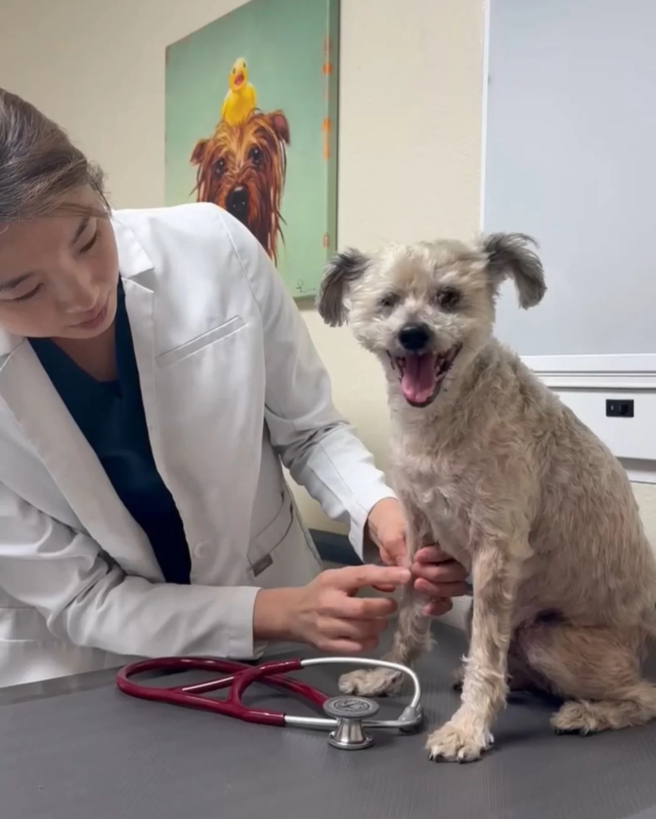 Corduroy had a vet visit and handled it like the very best boy 🩺🥹

Our brave guy is fully blind, but that does not slow him down one bit. His eyes just need a little extra love, and a halo will help him feel more confident as he navigates the world