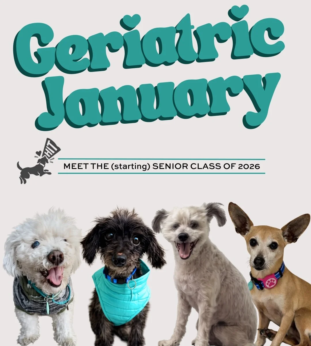 As you may have seen, we are dedicating this month to Geriatric January 👴🐶

Senior dogs are some of the most overlooked in shelters, especially during and right after the holidays. Many are surrendered when families face big life changes, and other