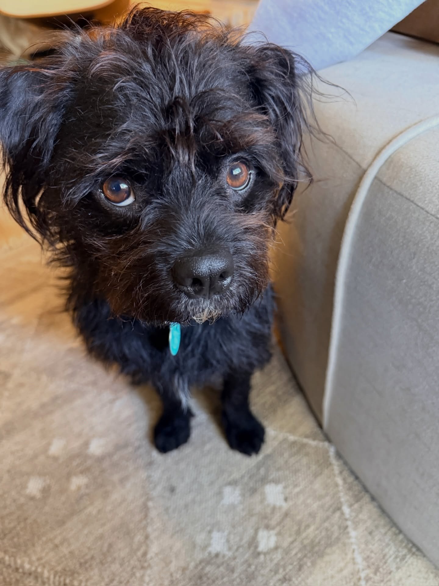 Are you ready to welcome the sweetest, playful pup with the biggest heart into your home?! 💛🐾 Yogi is still patiently searching for his furever family!

Yogi is a 1-year-old terrier mix who is both house-trained and crate-trained. He&rsquo;s incred