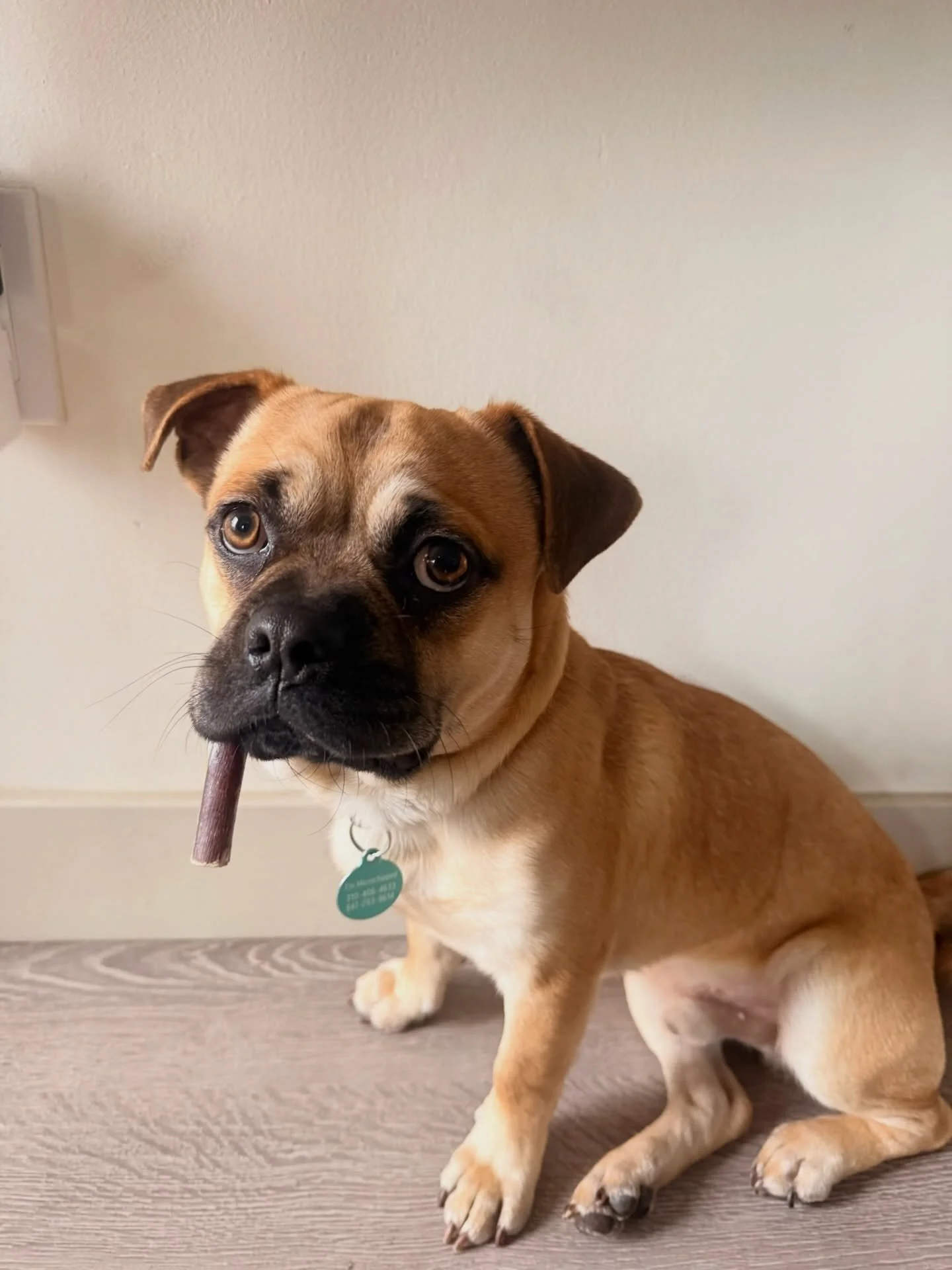 Adopt Banjo&nbsp;🪕

Banjo is a one-year-old pug mix with a big personality packed into a compact, wiggly body. He is curious, affectionate, and always ready for a game of fetch or some quality time with his people.

Silly and loving, Banjo would be 