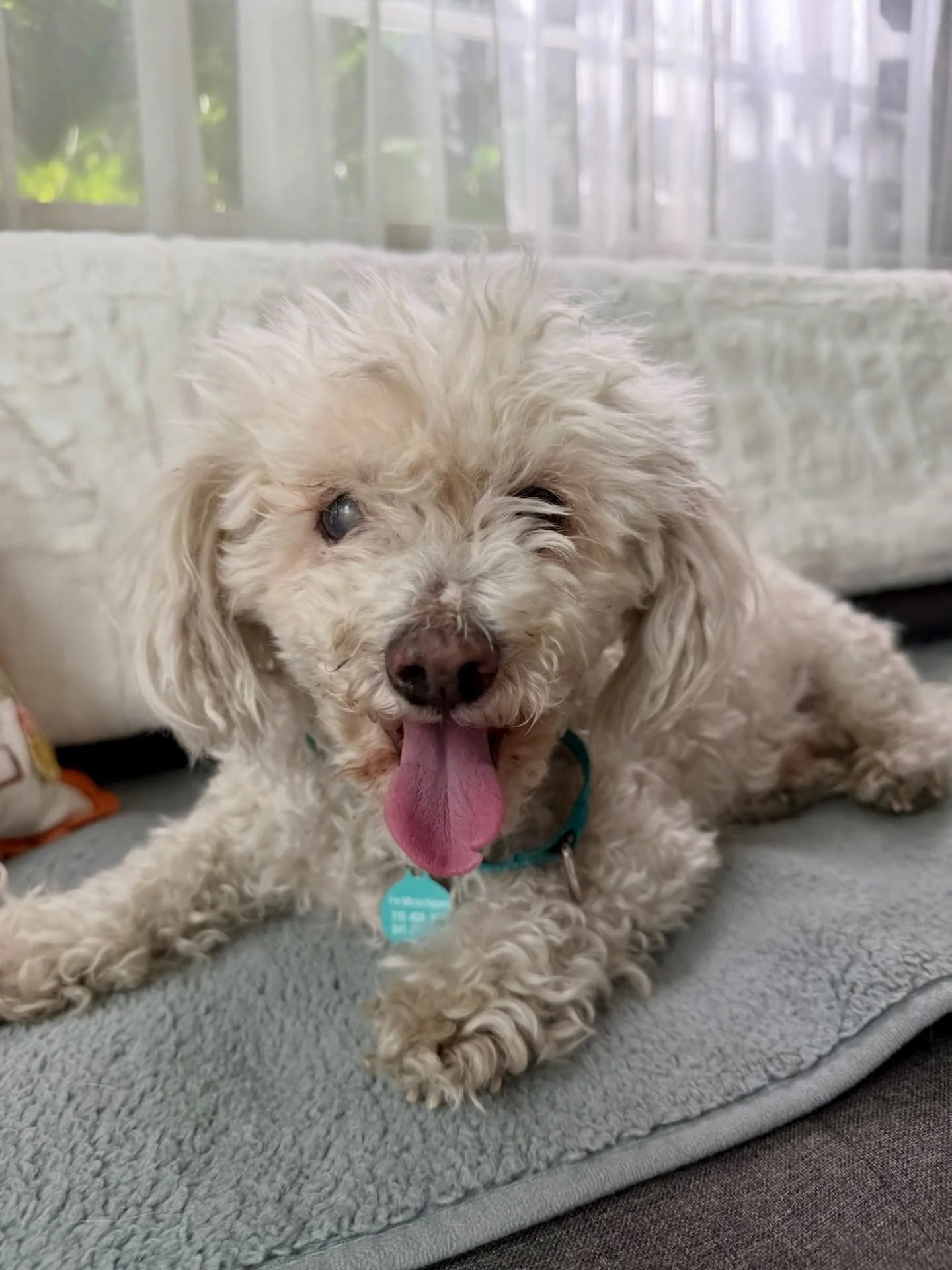 After getting the all clear from our vet team, our sweet boy Lionel is officially ready to find his forever home. Our sweet boy Lionel is officially ready to find his forever home. 💛

Lionel, affectionately known as Prince Lionel, is the definition 