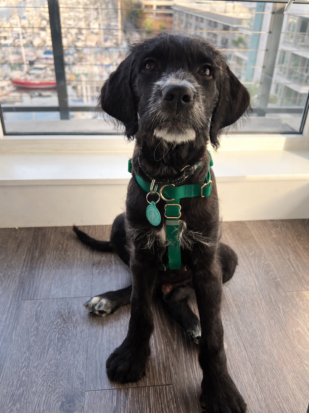 Adopt Bam Bam 🐾

He is a 3-month-old Cane Corso x Poodle mix who&rsquo;s going to be a big guy when he&rsquo;s fully grown, and he&rsquo;s already showing what a special pup he is 🥹

This sweet, smart, and playful boy loves his playtime, especially