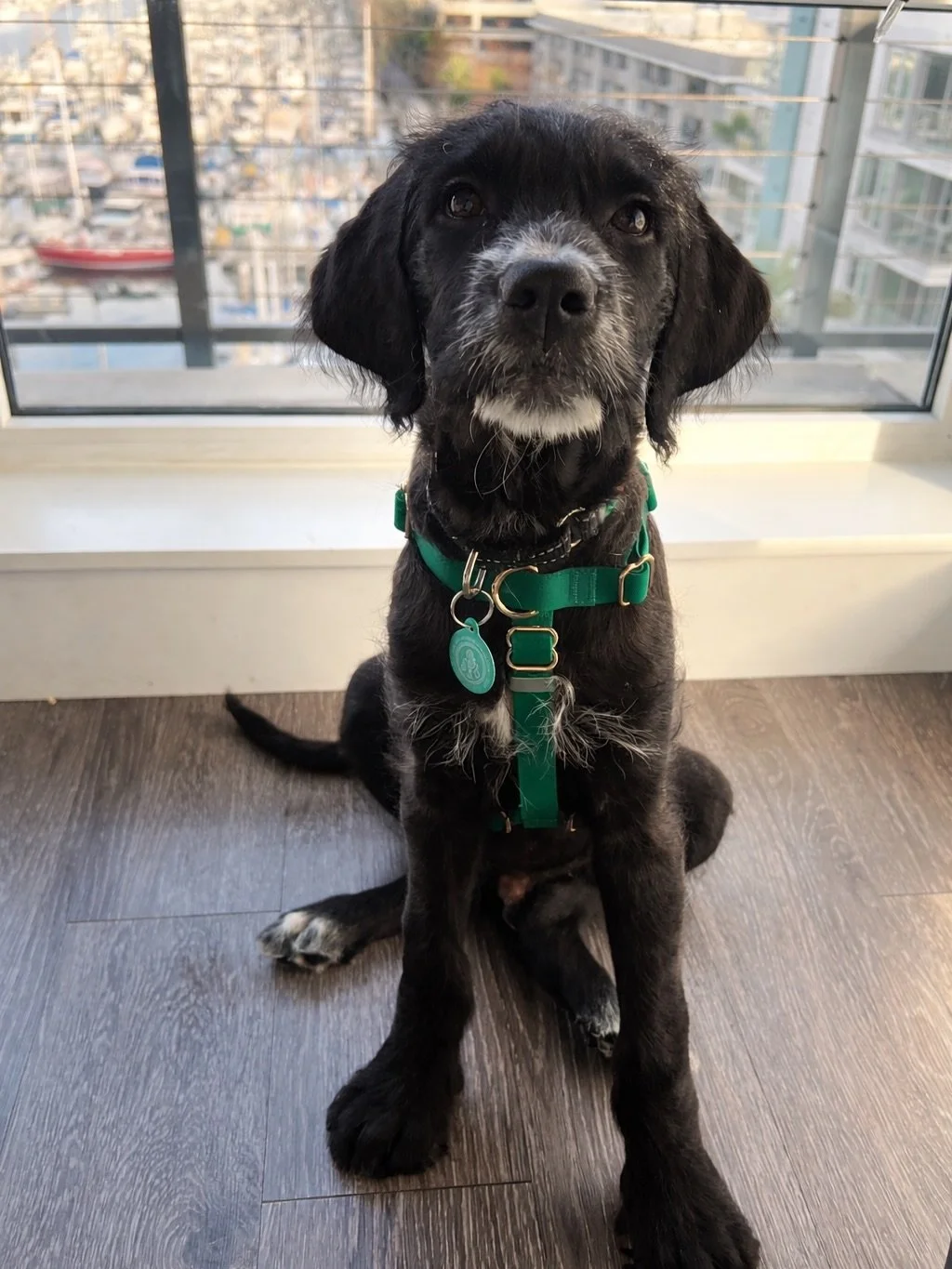Adopt Bam Bam 🐾

He is a 3-month-old Cane Corso x Poodle mix who&rsquo;s going to be a big guy when he&rsquo;s fully grown - I mean check out those paws! 👀

This sweet, smart, and playful boy loves his playtime, especially tug and fetch with his sq