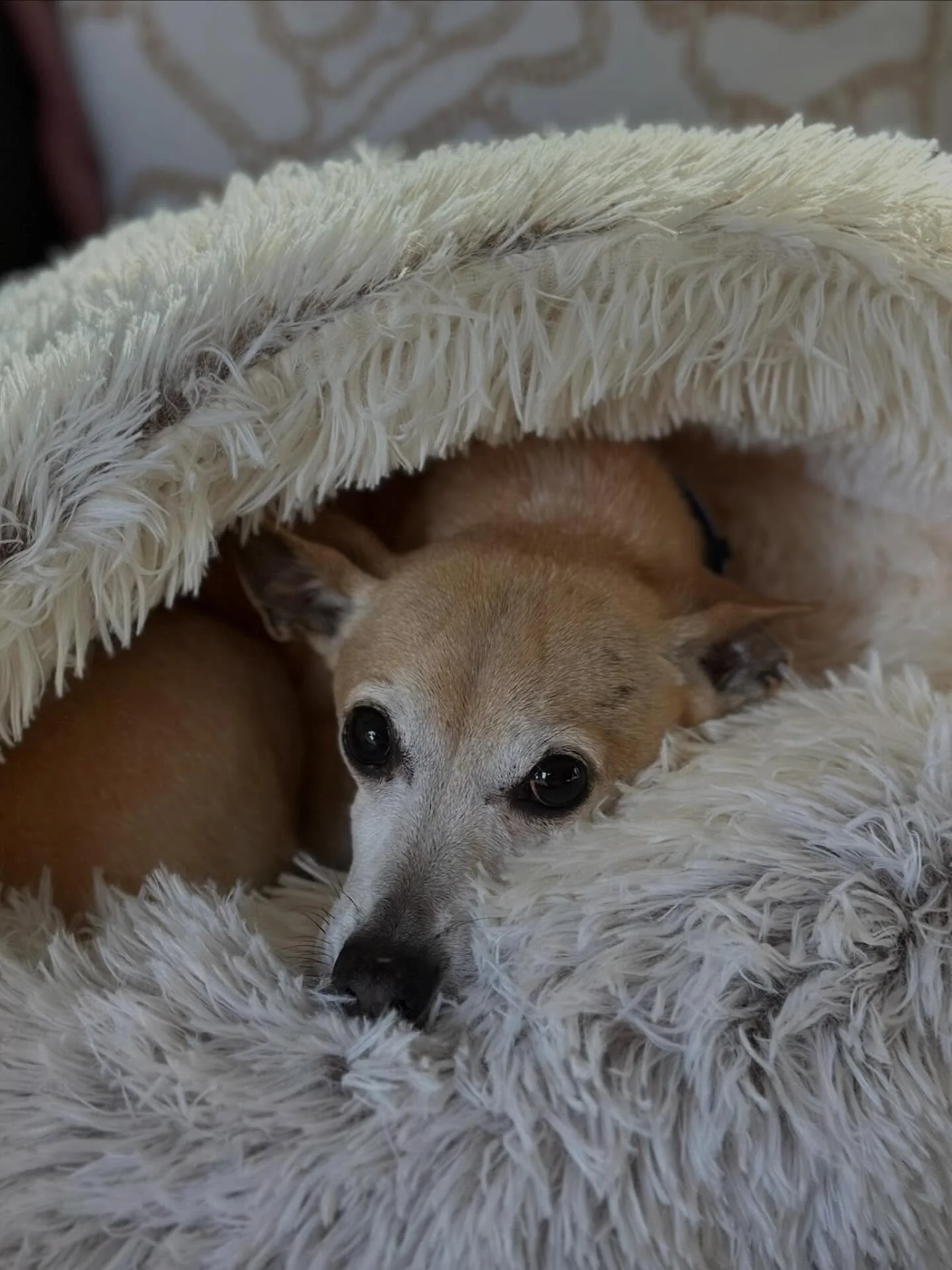 Fizz is a gentle little soul who simply wants to be close to his people. He&rsquo;s happiest curled up nearby, snoozing in a cozy spot, being carried around like a tiny baby kangaroo, or burrowed somewhere warm and safe.

His vision is limited, but i