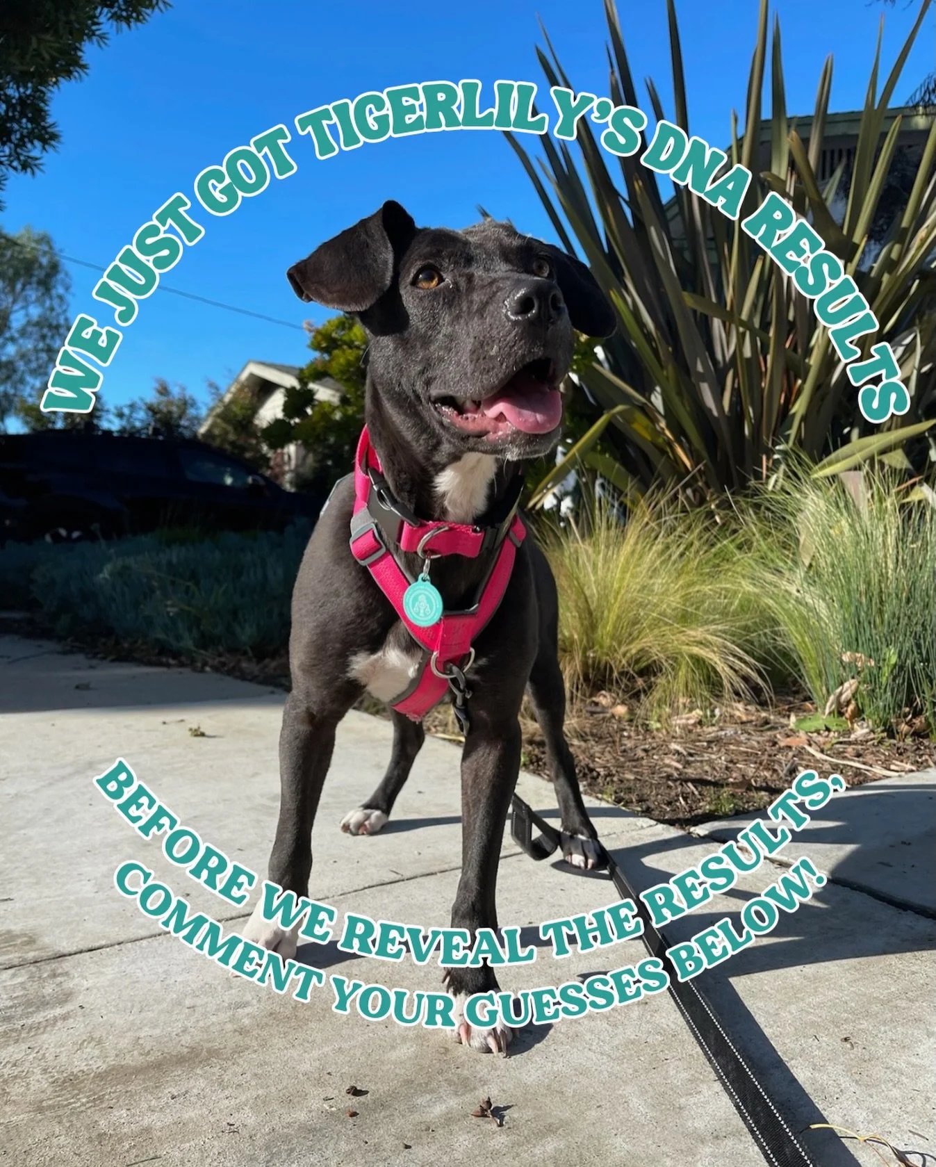 We finally got Tigerlily&rsquo;s DNA results back! 🧬

Before we reveal, we want to hear your best guesses! Comment below and stay tuned for the results tomorrow 🤭

#hitlivingtigerlily🐾 #dogdna #dogdnaresults #breedreveal