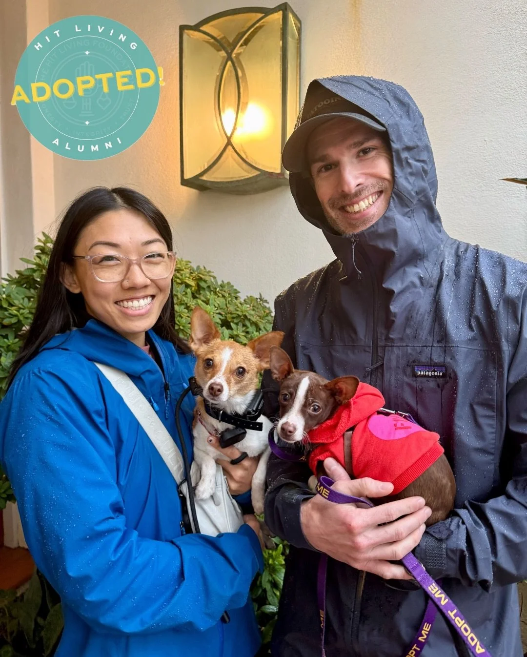 Moo is adopted! 🎉

We rescued Moo from West LA Shelter after he was brought in as an owner surrender. His person had been facing ongoing hospital stays and wanted to make sure Moo could have the stable, loving future he deserved.

Moo, now Timber, i