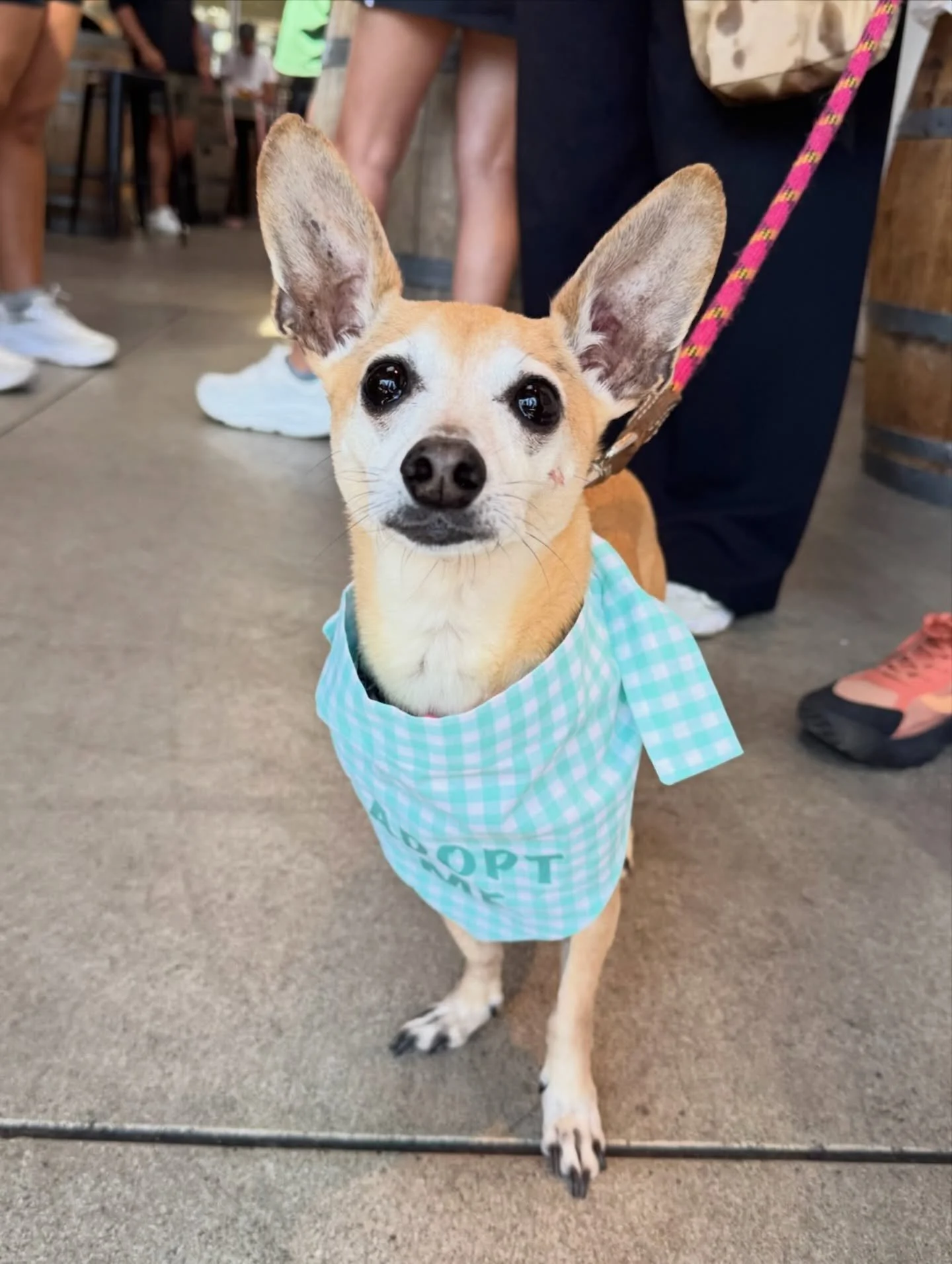 How is this sweet little guy still waiting for a home?! 🤯

Fizz is a 10-year-old, 10lb. Chihuahua mix who is the definition of a perfect little gentleman. He&rsquo;s full of love, charm, and cuteness all around. He enjoys playing fetch, going on lei