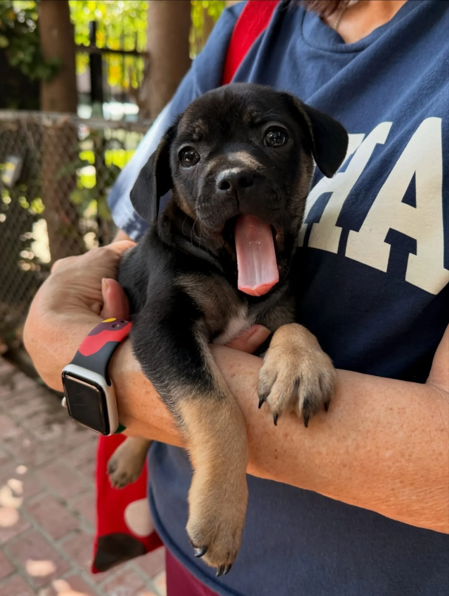 Adopt Pooh! The tiny cuddle bug who loves to be held&hellip; just so he can fall asleep in your arms 🥰

Pooh an 8-week-old Chihuahua/Pug mix who is the cautious but curious little lovebug. Gentle, thoughtful, and always quietly taking the world in, 