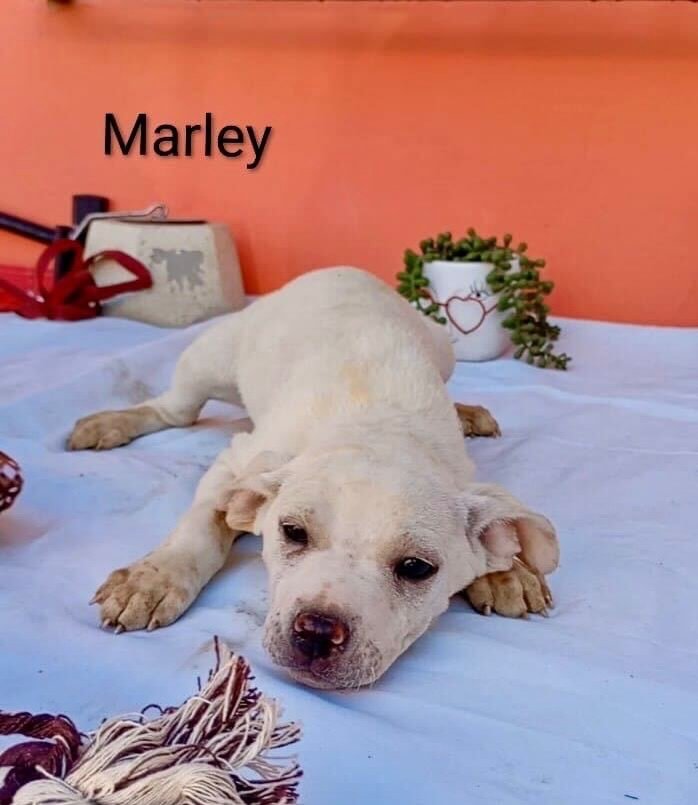 🚨 FOSTERS NEEDED!

We are looking for a 2 week foster commitment starting this weekend for 1 or 2 puppies. They must be the only dog in the home. These are part of a litter of 11. The man currently housing them told the rescue he plans to open the g