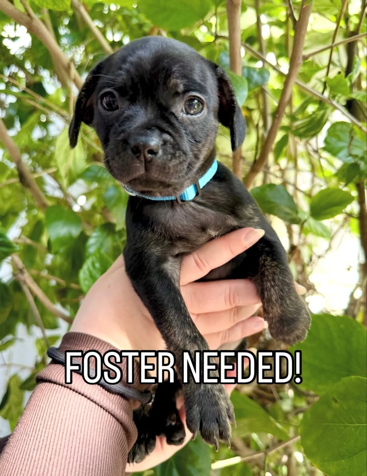 ‼️ FOSTER NEEDED &ndash; IMMEDIATE START! ‼️

Kanga &amp; Roo from our Winnie the Pooh litter need a foster together ASAP! 🐾

These adorable Pug x Chihuahua mix puppies are ~9 weeks old and the sweetest little duo. They&rsquo;re lively, playful, and