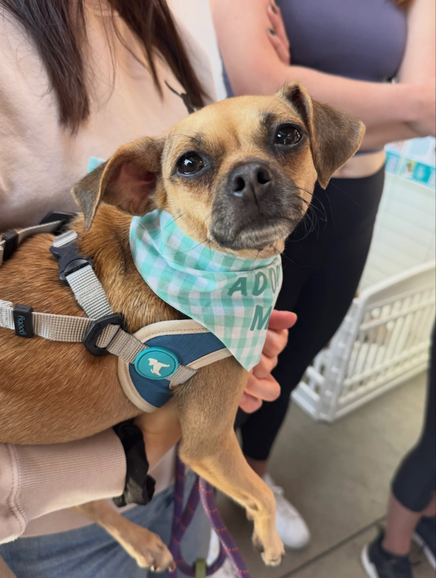 If you&rsquo;ve been looking for a tiny best friend&hellip; Robin is your girl!

She is a 2-year-old, 13lb Chihuahua mix who perfectly balances playful energy with snuggly charm.

Robin gets along well with other dogs and truly loves being around her