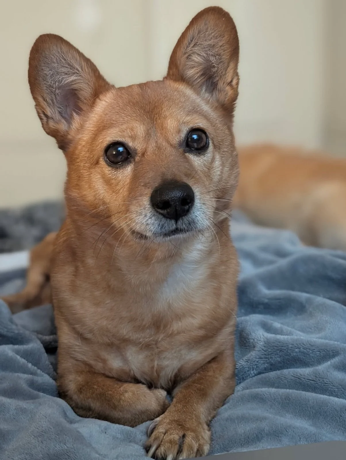 Little Yellow Update! 💛

This sweet girl has been soaking up the sunshine and enjoying the warm weather lately. She&rsquo;s been living the good life with her amazing fospice family, who make sure every day is filled with love, comfort, and plenty o