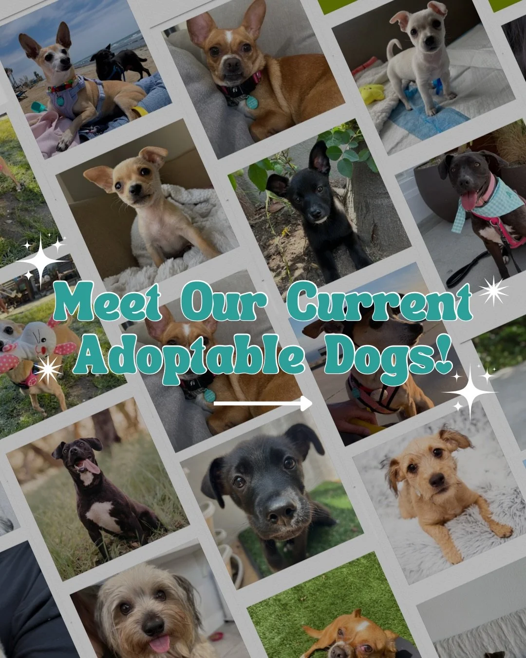 Meet our current adoptable doggos! 🐾

If one of these cuties has caught your eye, head to hitlivingfoundation.org/adopt to learn more and submit an application ✨

Not in a place to adopt right now? Sharing this post helps us get them one step closer