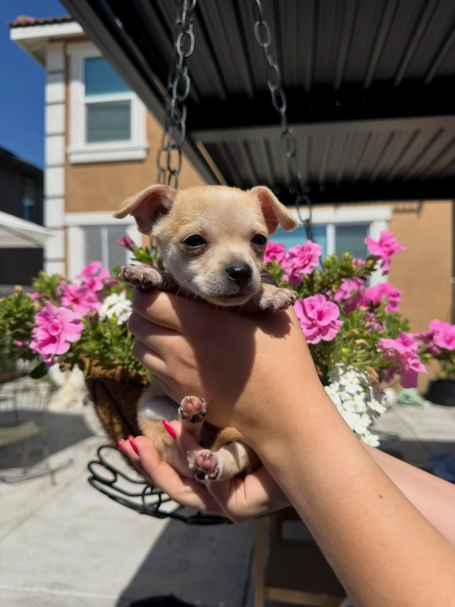 Adopt Catalina!

She is an 11-week-old, 2lb Chihuahua!

Catalina may be tiny, but she has a larger-than-life personality and an even bigger capacity for love. When she&rsquo;s not playing, she is happiest curled up with her people, soaking up every b