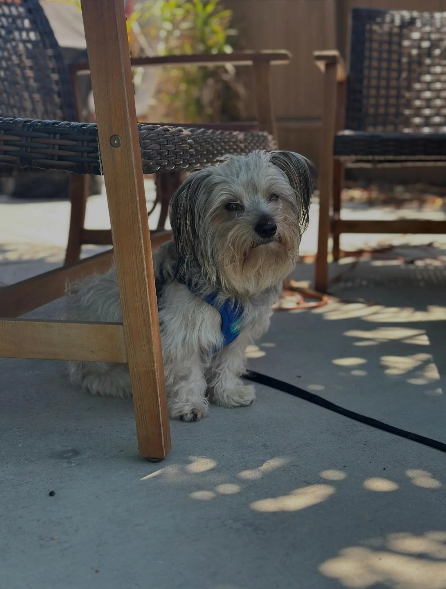 Simon has been settling into his foster home beautifully and showing us more of his sweet personality as he is learning that, after all that he has been through, people do come back. 🥹

Walks are the highlight of his day and where he is most himself