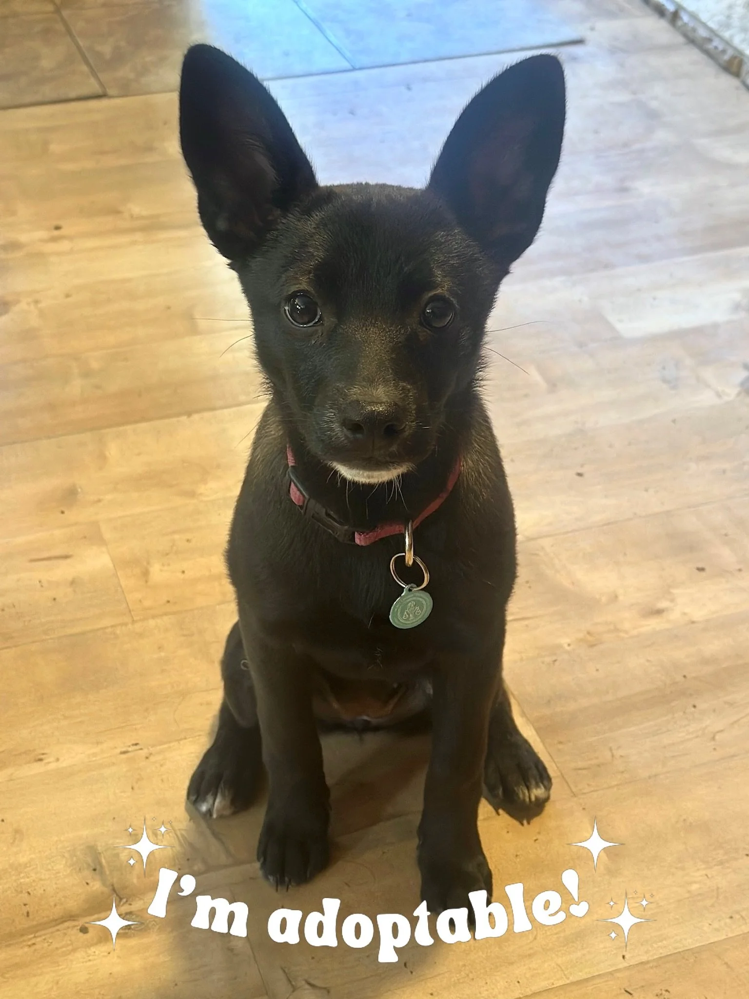 If you&rsquo;re looking for a smart, confident puppy with a fun-loving personality, Hannah may be your perfect match! 🐾

Hannah is a 10-week-old Lab mix looking for her furever home!

Hannah is a confident, adventurous puppy who loves exploring, inv
