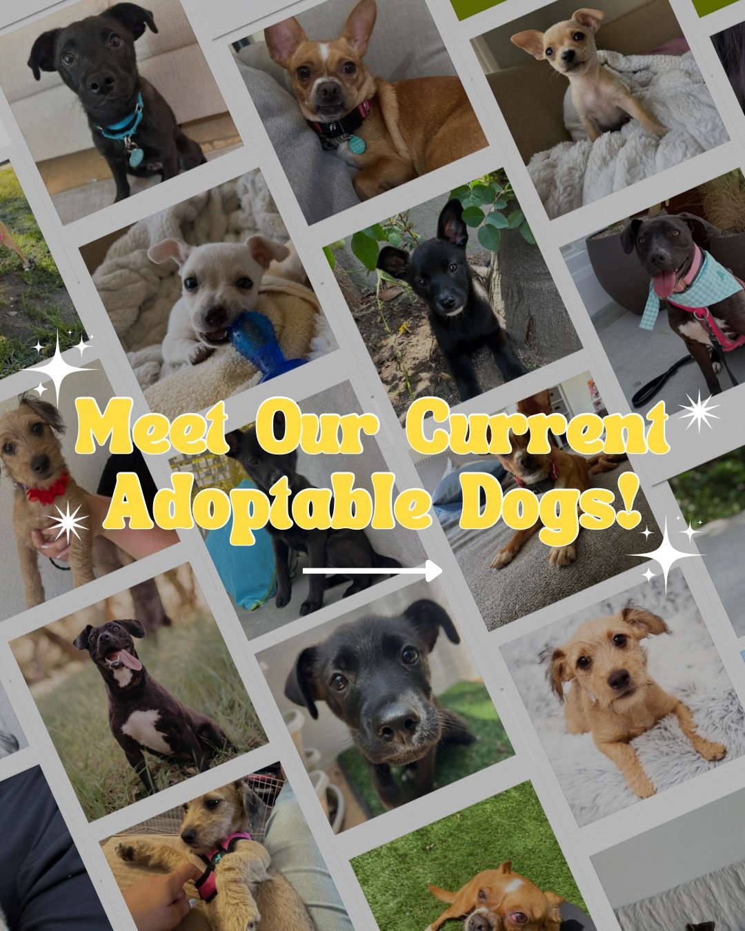 Meet our current adoptable doggos! 🐾

If one of these cuties has caught your eye, head to hitlivingfoundation.org/adopt to learn more and submit an application ✨

Not in a place to adopt right now? Sharing this post helps us get them one step closer