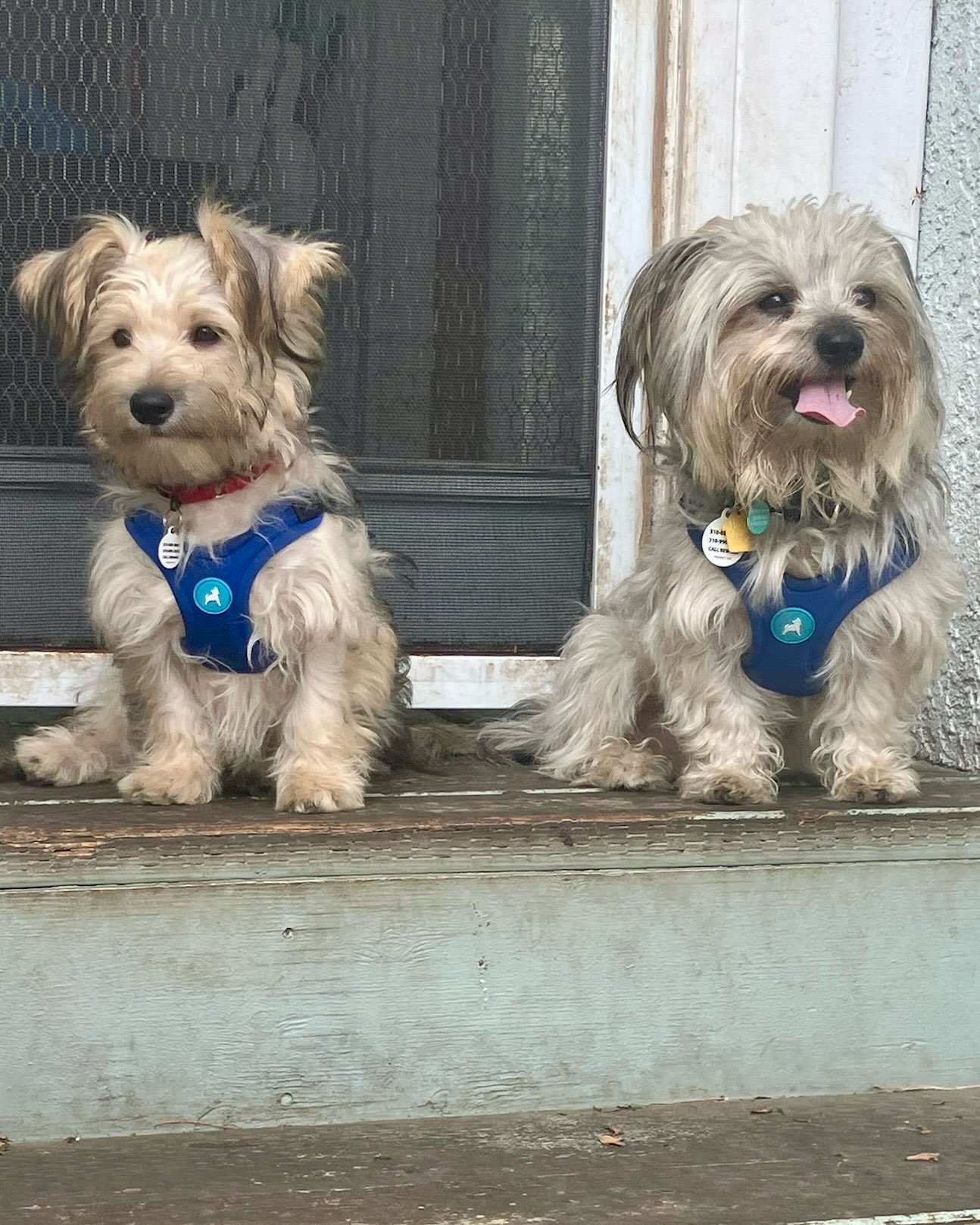 Simon came to us from a backyard breeding operation, one of four dogs pulled to safety before the situation got worse. He spent the last couple of weeks in foster care, working through his anxiety with @thegratefuldogla, claiming the couch, and slowl