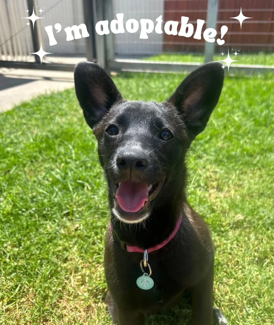 ✋Stop scrolling! Hannah is looking for her forever home and we need your help to share this post to help her find her family!

Hannah is a 3-month-old, 11lb Lab mix looking for her furever home!

Hannah is a confident, adventurous puppy who loves exp