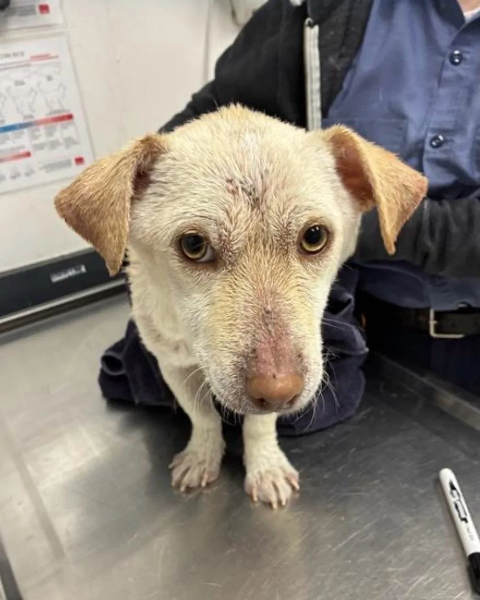 🚨 URGENT FOSTERS NEEDED 🚨

We&rsquo;re hoping to intake these doggos but cannot do it without committed fosters. We are looking for 2-week foster commitment.

Casper is 1 years old, and is amazing with other dogs and with humans. He has the sweetes