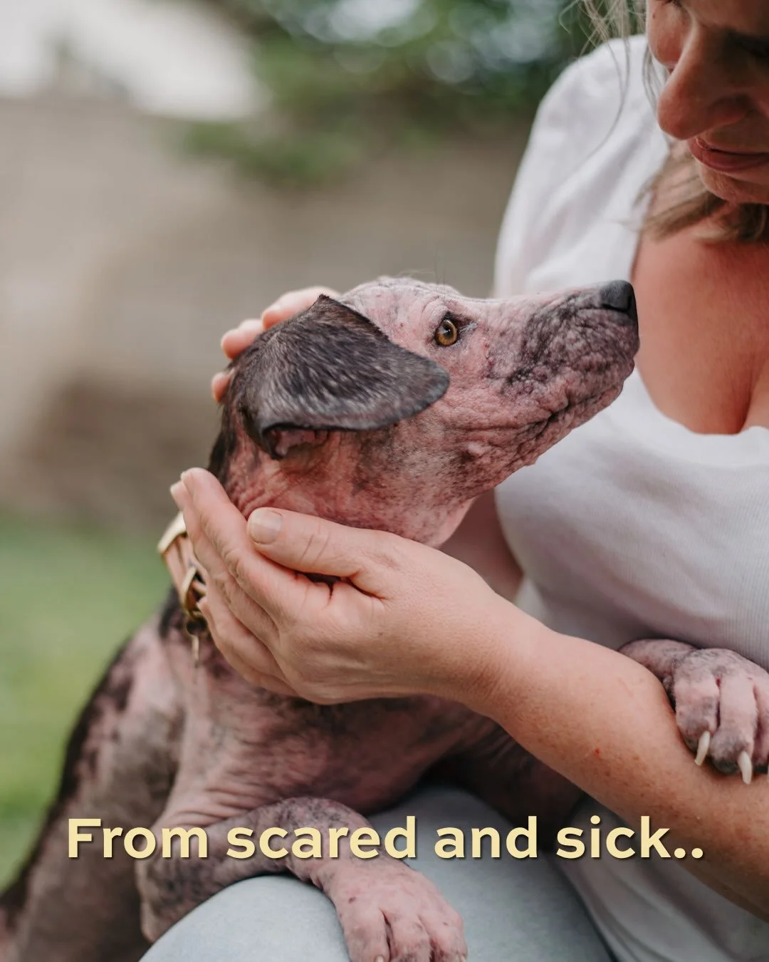 This is Tigerlily's healing journey, and it's the reason we do this work. She came to us scared, sick, and hiding from the world. Today, she's unrecognizable in the best way: healthy, happy, and never afraid to show that tongue-out smile again.
Every