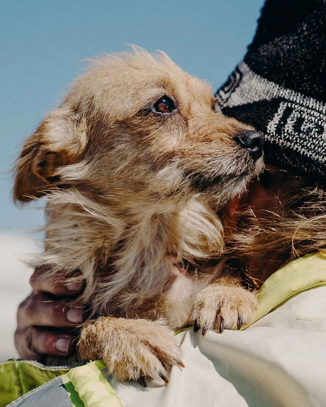 Wildfires are increasing in frequency and intensity across California, and when disaster hits, animals are often left behind in the chaos. Our LA-based team has responded to 4 California fires in the past 8 years with whatever we had, personal cars, 