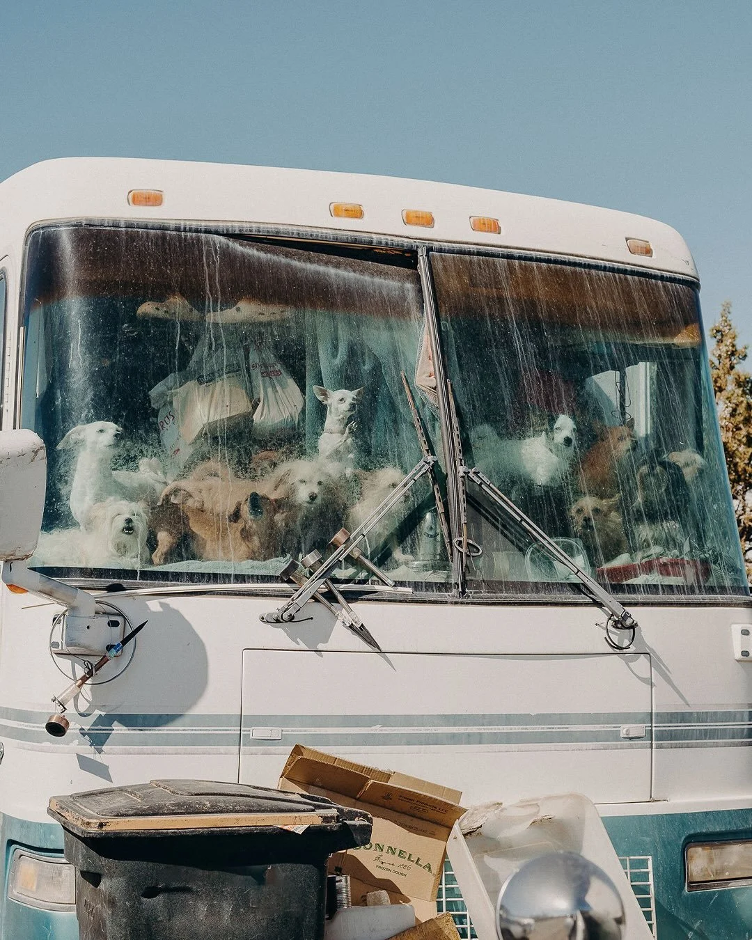 Our mission is to end pet homelessness, and that starts with showing up for the ones nobody else will. Since we began, we've helped over 5,000 animals, all with the help of volunteers who extend a hand until trust is earned. There are more out there 