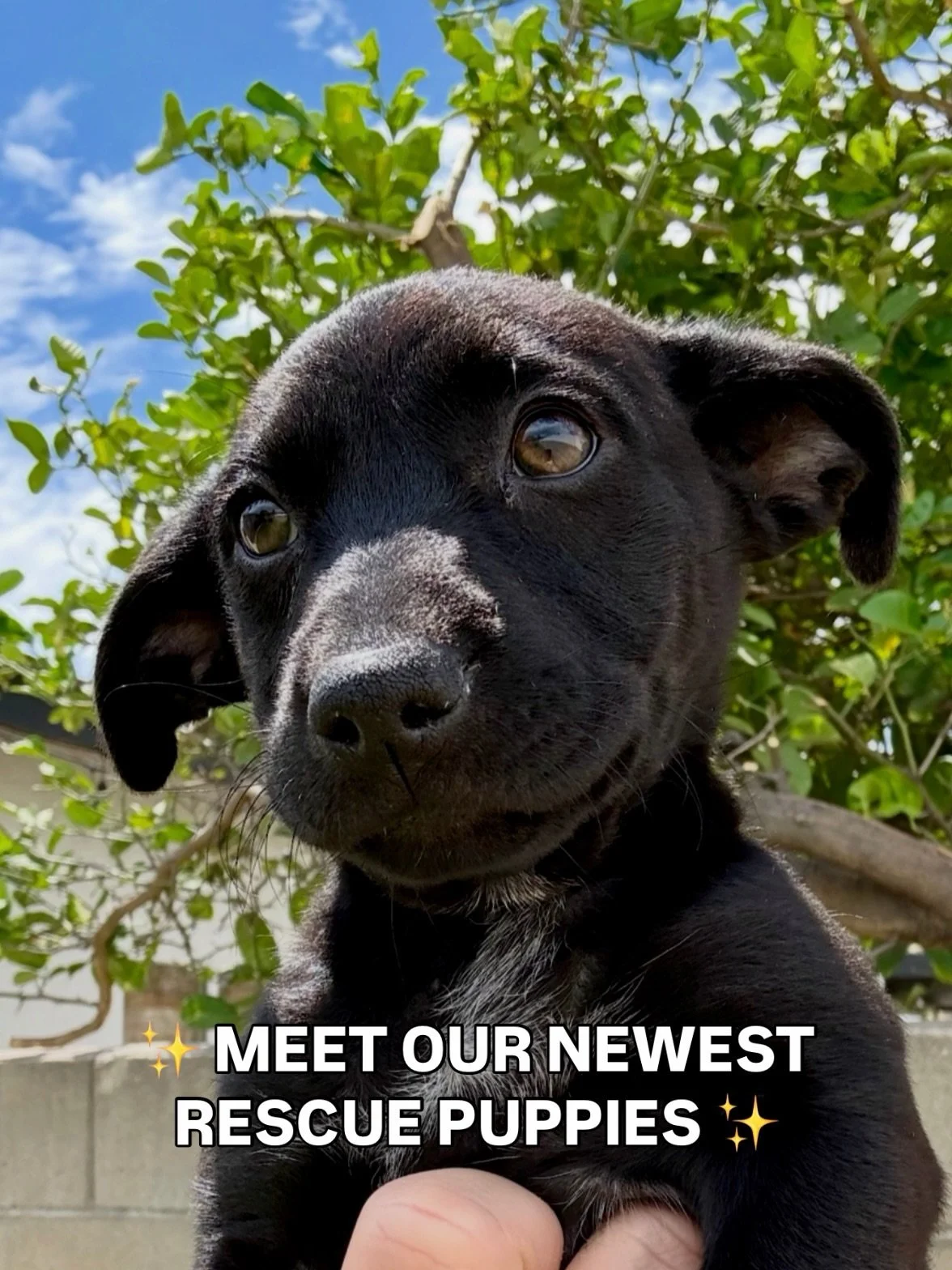Introducing the Land Rover Litter! 🐾

These adorable Cocker Spaniel/Retriever Mix pups are the newest little faces to join HIT! 💛

They came to us alongside their wonderful mama, Honor, after they were surrendered by a family in El Cajon who was no