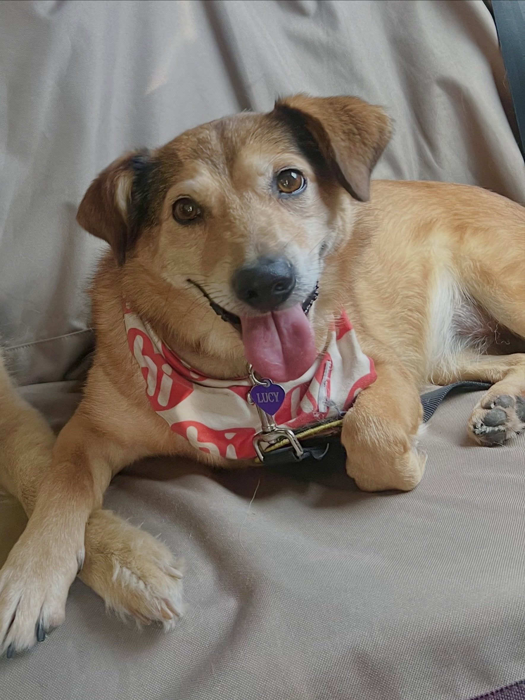 🐾 Meet Lucy, formerly Elsa who was adopted from us in 2022 and help us find her furever 💛

Lucy&rsquo;s owner loves her deeply but has had a significant change in her work schedule and feels she can no longer give Lucy the life she deserves. She&rs