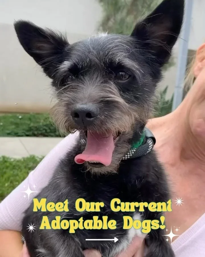 Meet our current adoptable doggos! 🐾

If one of these cuties has caught your eye, head to hitlivingfoundation.org/adopt to learn more and submit an application ✨

Not in a place to adopt right now? Sharing this post helps us get them one step closer