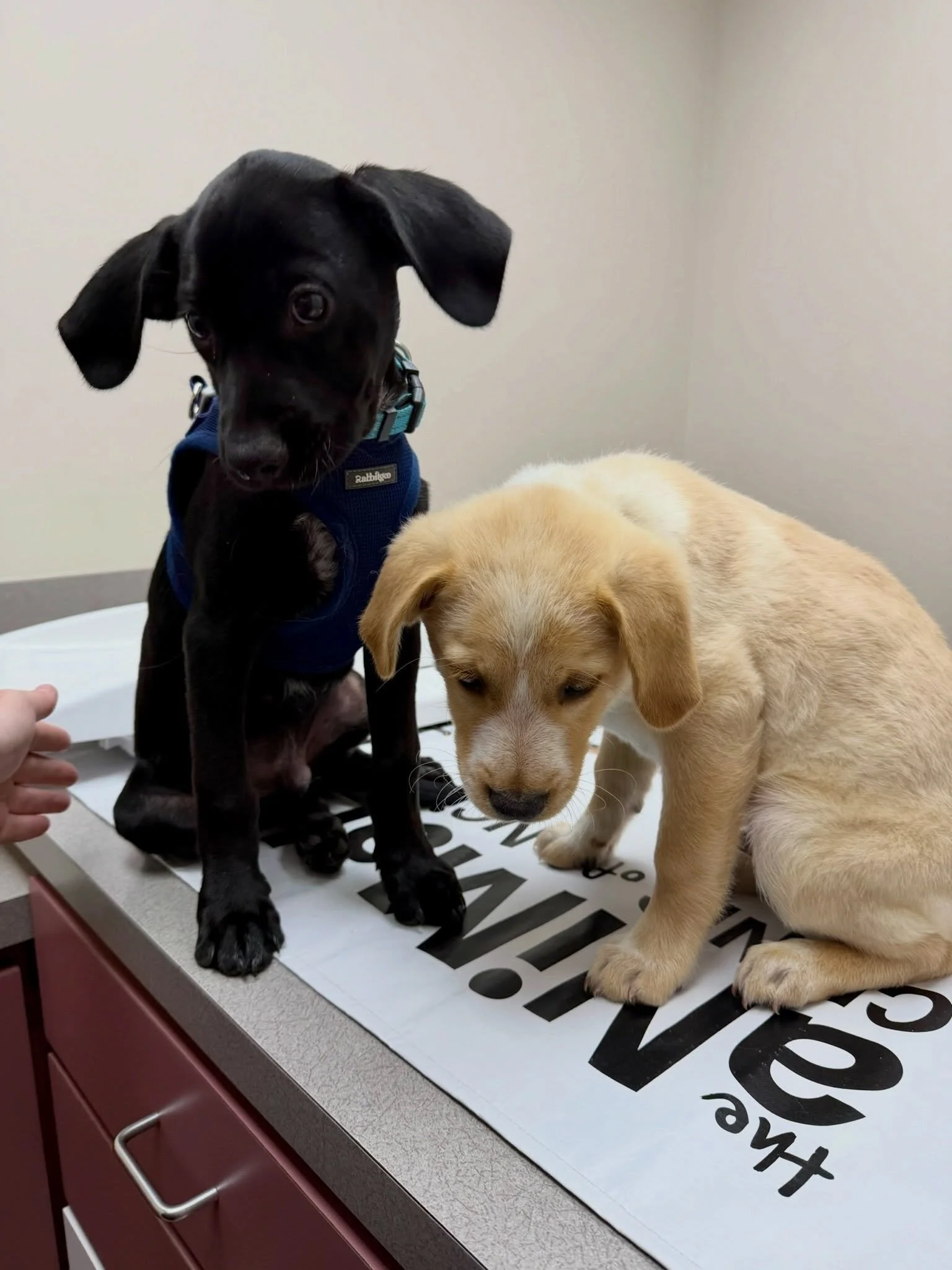 Sharing some adorable behind-the-scenes from the Land Rover litter&rsquo;s vet visits last week! 🩺🐾

These little ones came in for their wellness exams, and we couldn&rsquo;t resist sharing a few of the sweet moments along the way. From curious fac