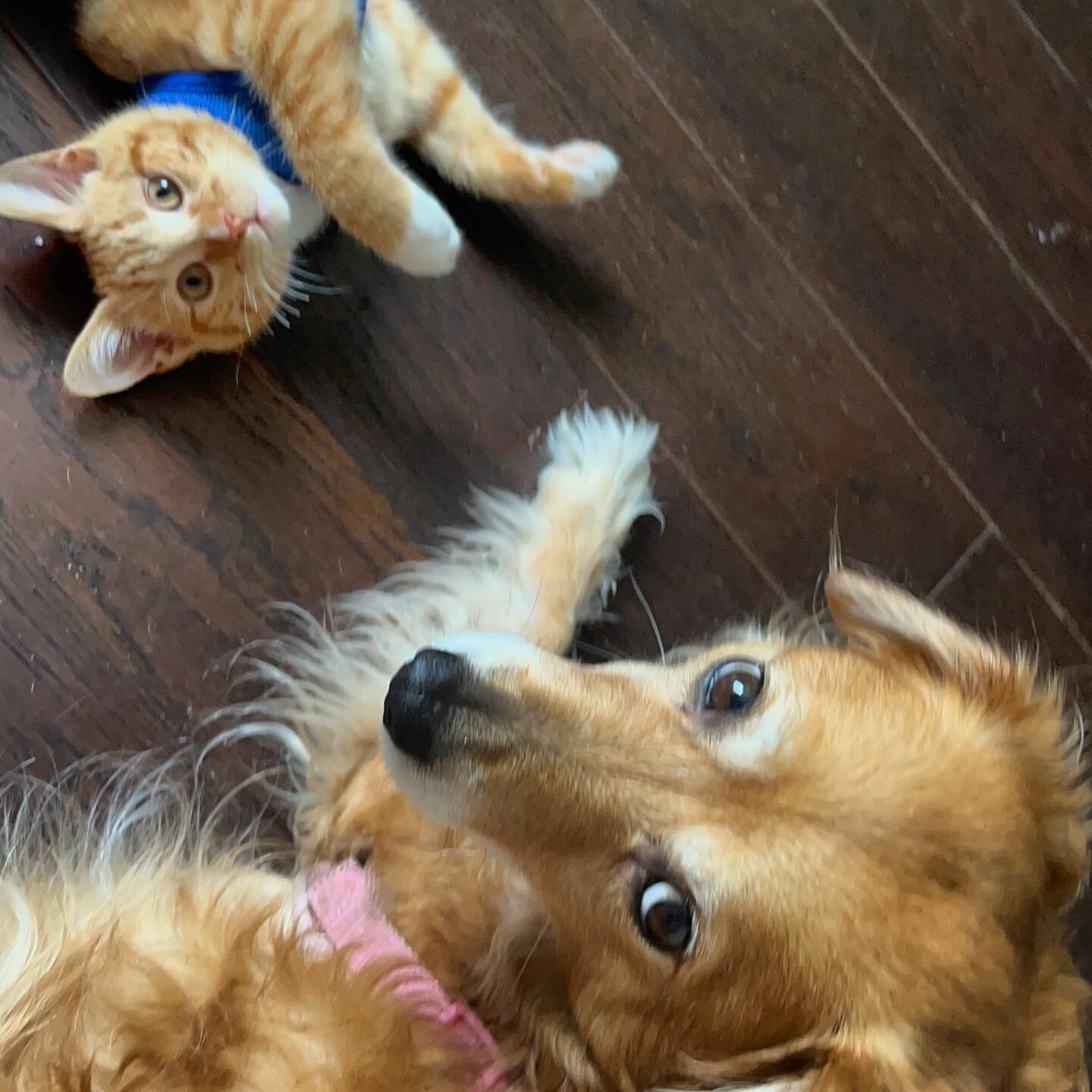 Just my ginger children stealing your soul with their eyes full of judgement. 👀 
#ginger #petsofinstagram