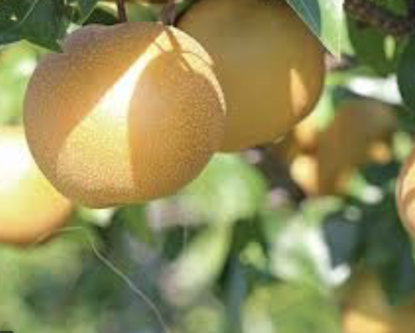 Kosui, Early Ripening Japanese Pears