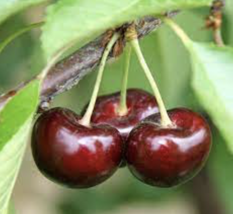 Fresh Bing Cherries