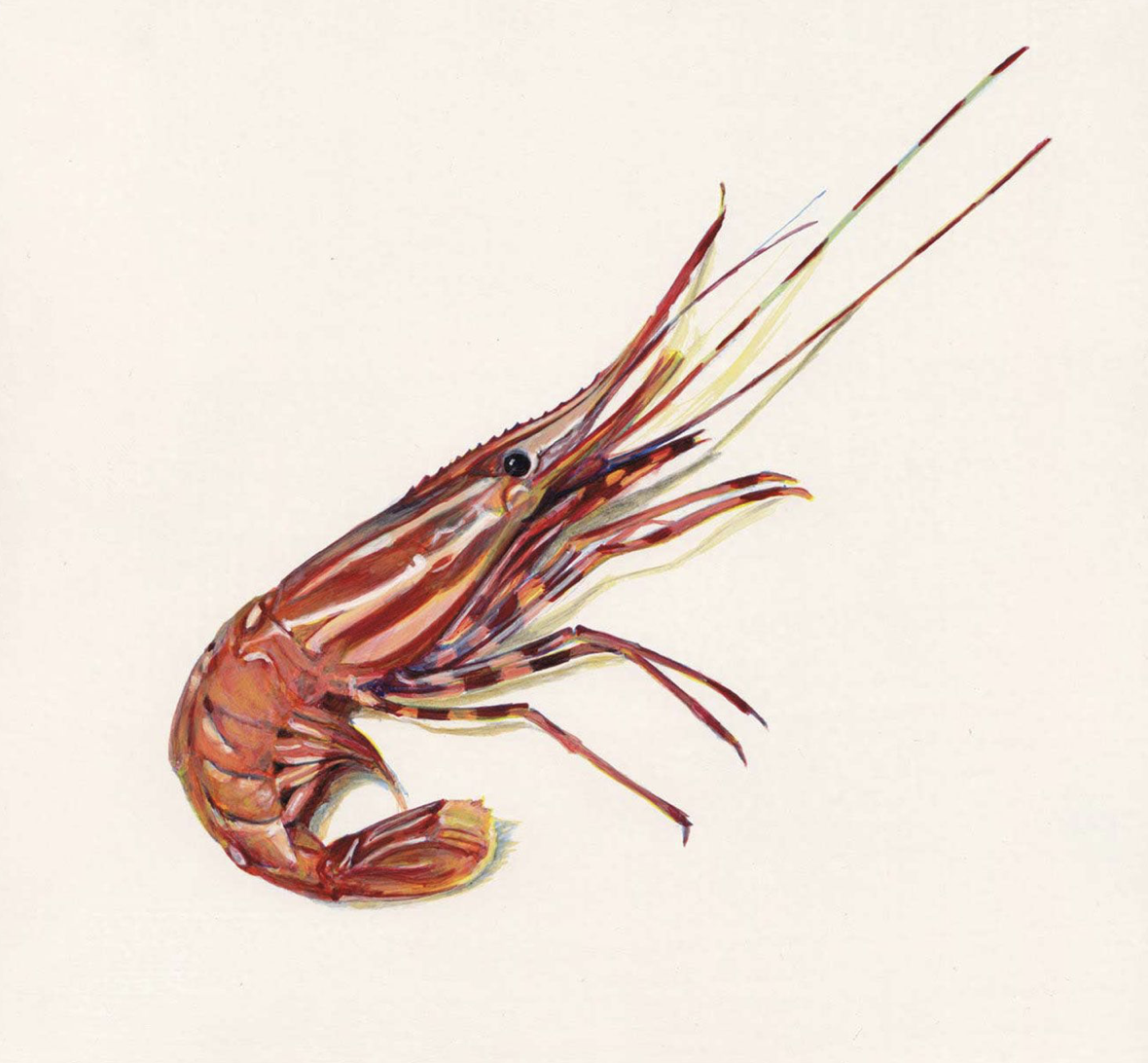 Frozen at Sea Alaskan Spot Prawns