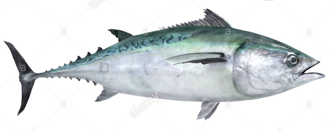 Miso Marinated Local Albacore Tuna Dinner Kit: