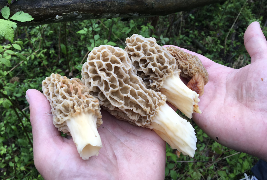 Screen Shot 2022-05-29 at 8.15.50 AM.png