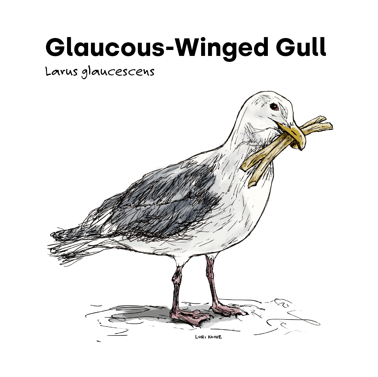 Glaucous-Winged Gull