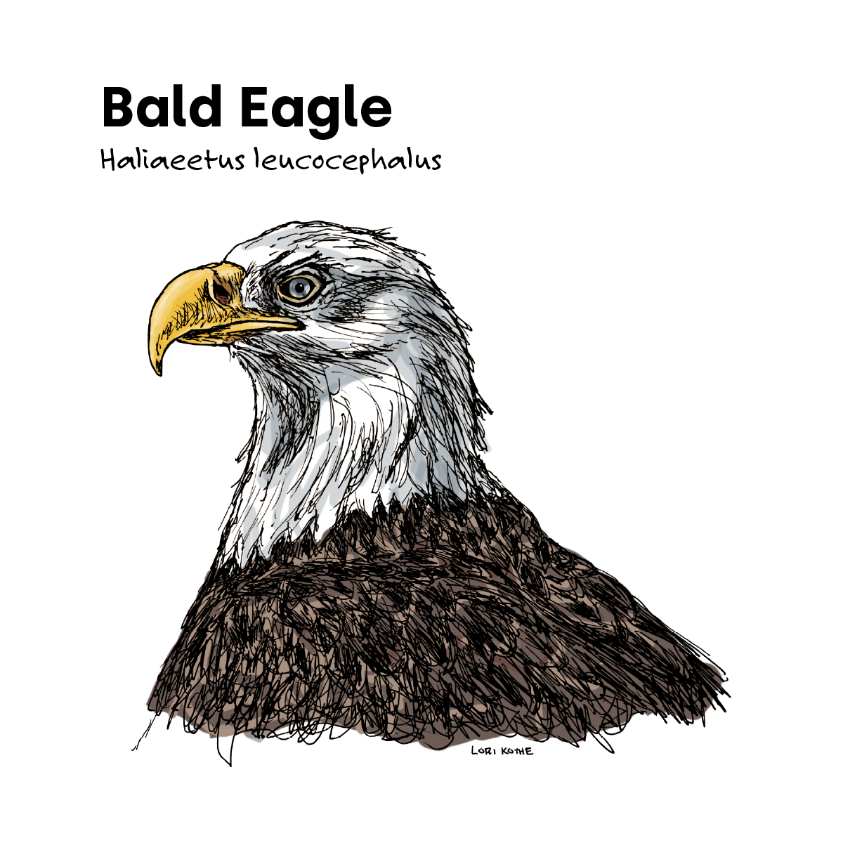 Bald Eagle